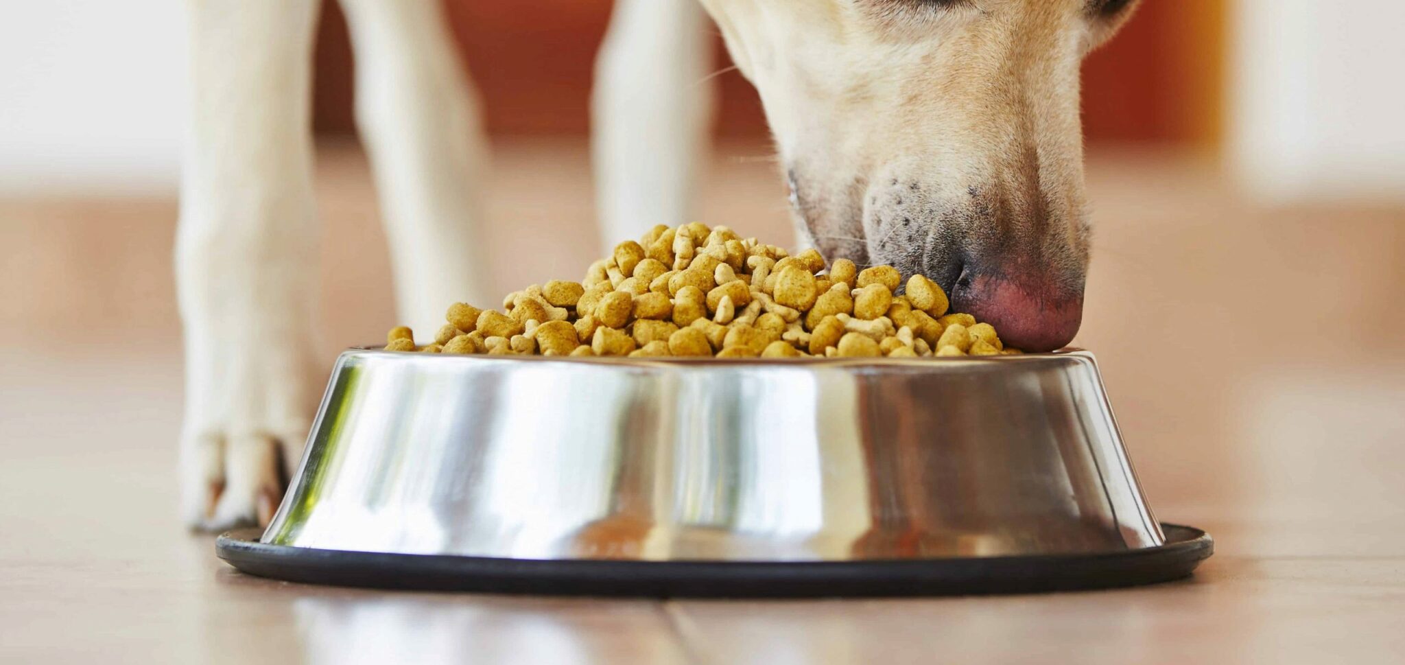 6 Migliori Alimenti Per Cani Per Curare Le Malattie Del Fegato Nel 2021 Recensioni E Scelte Migliori